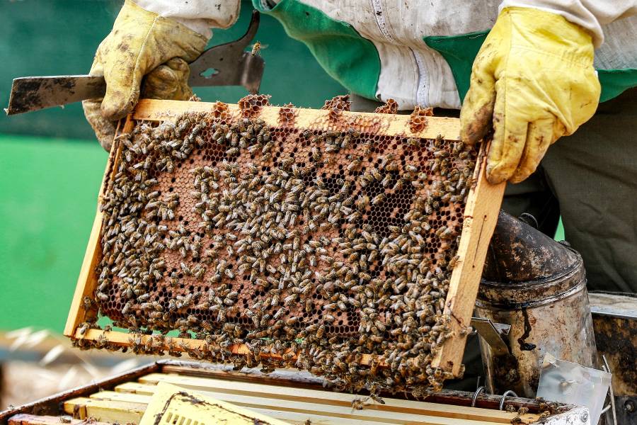 تعتبر الإطارات عنصراً ضرورياً، بل لا غنى عنه في كل بيت نحل، وبدونه سيكون من الصعب جداً على الحشرات بناء أقراص العسل