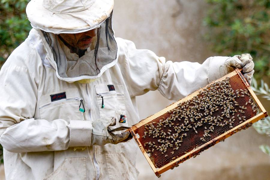 استوردت الأردن عام 2014 نحو 600 طن من العسل، وارتفعت كمية الاستيراد خلال الأعوام الثلاثة الماضية.