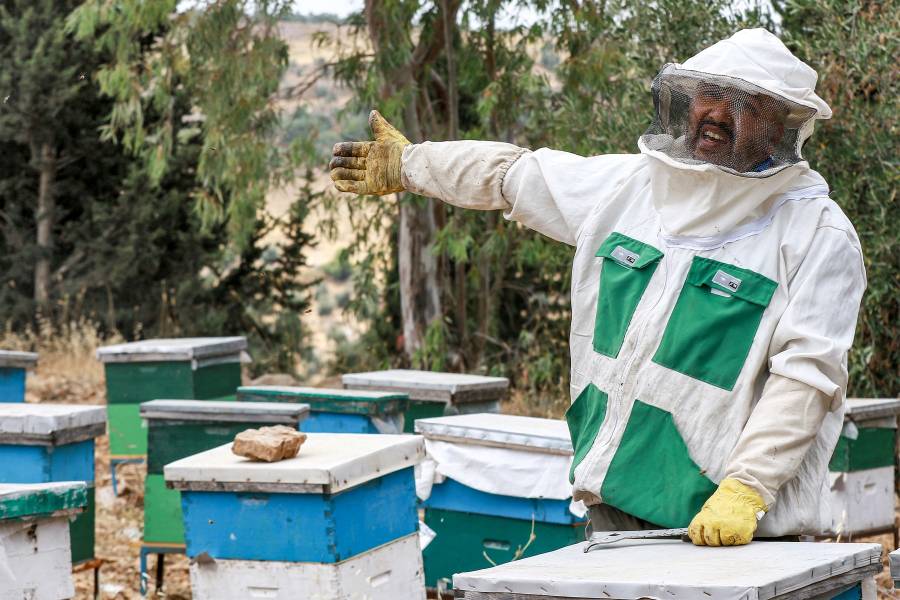 معتصم حامد، مربي النحل والموظف المتقاعد، يتحدث وهو يتحقق من خلايا النحل في الأردن.
