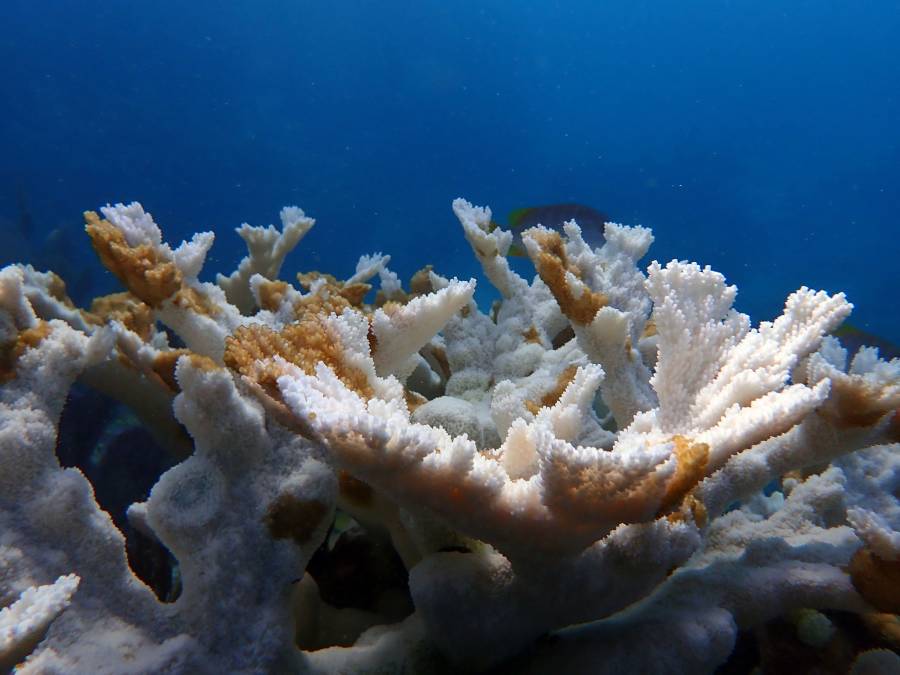 الشعاب المرجانية تفقد الطحالب التي تمدها باللون والغذاء