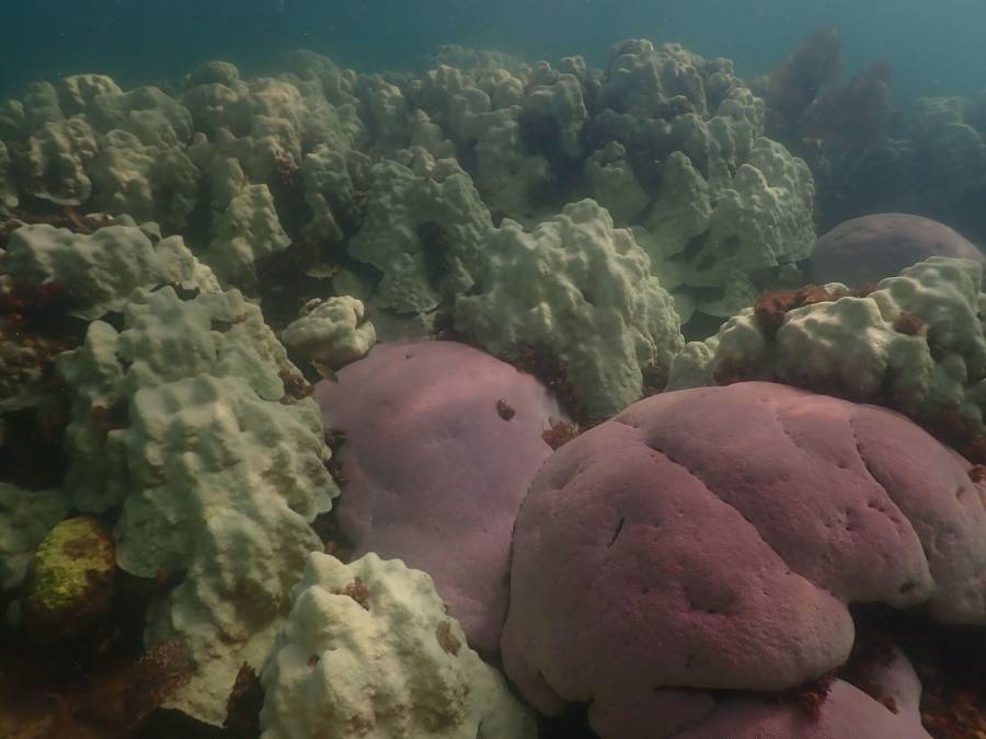 الشعاب المرجانية أصبحت مهددة بالانقراض بسبب تغير المناخ