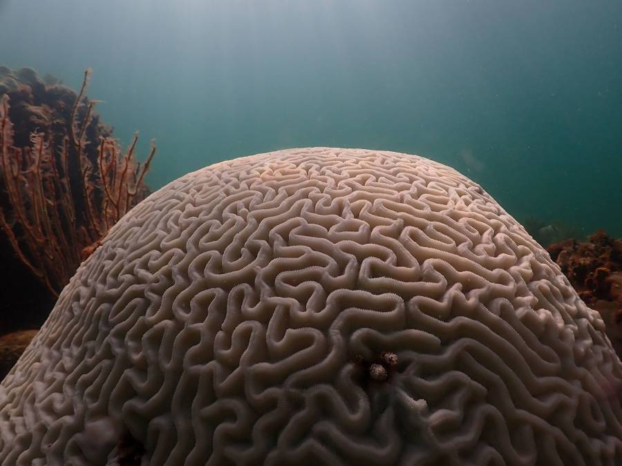 فرق الإنقاذ في معمل فلوريدا لعلوم المحيطات تعلن حالة الطوارئ للكشف عن الشعاب المرجانية وإنقاذها