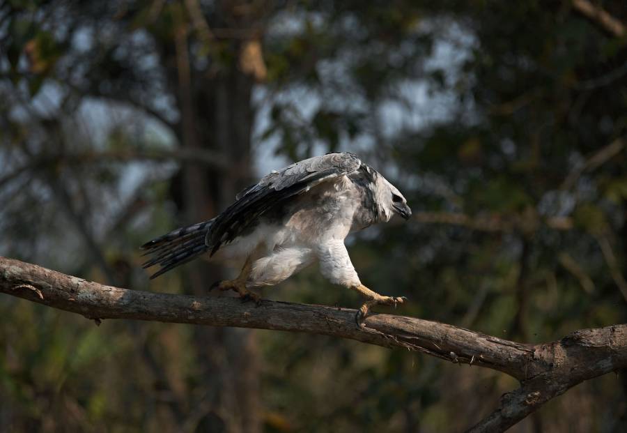 من بين الأنواع الموجودة في متنزه ياسوني الوطني، نسر الخطاف، ثاني أكبر طائر جارح في العالم