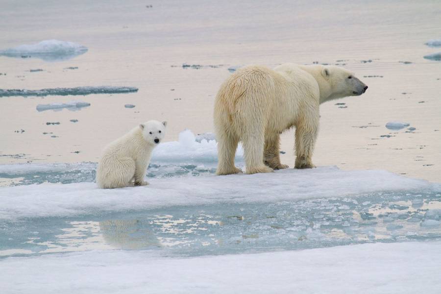 ذوبان الجليد البحري يعيق حصول الدببة القطبية على التغذية