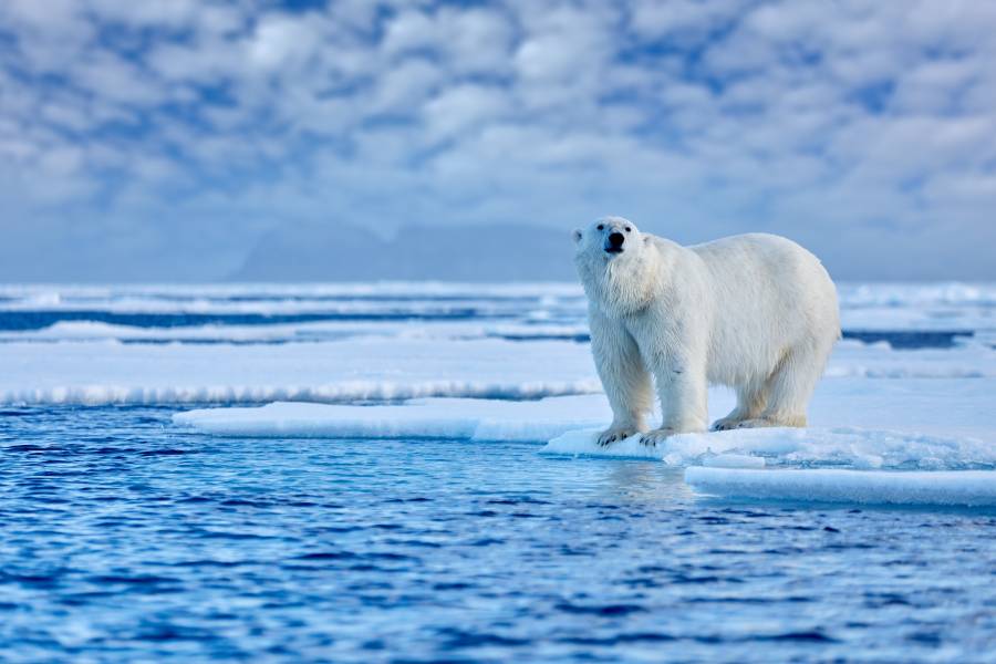 الانبعاثات التراكمية تؤثر على معدل بقاء الدب القطبي على قيد الحياة