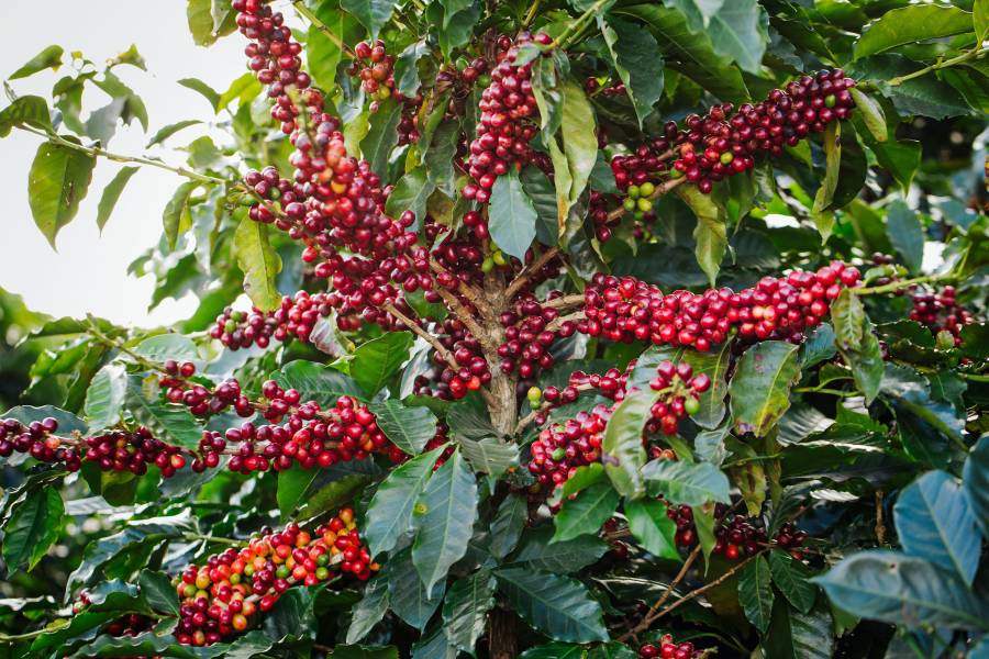 ستاربكس تطور صنف قهوة جديد مقاوم لتغير المناخ