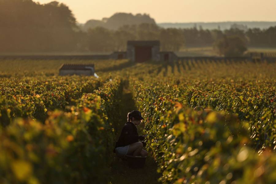 عامل يحصد العنب في مزرعة عنب في بورغوندي بفرنسا في سبتمبر أيلول