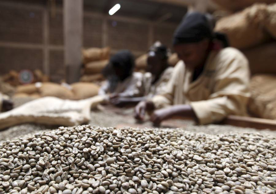 نساء يصنفن حبوب البن في مصنع للقهوة
