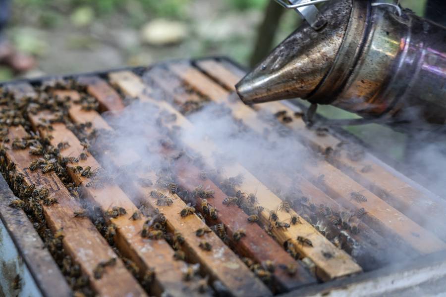 يستخدم المدخن لنفخ الدخان على صندوق خلية أثناء شرح كيفية تربية النحل في تايوان.