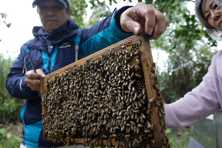 طلاب يحضرون صف تربية النحل في المدن في كلية يونغهي المحلية في مدينة نيو تايبيه في تايوان.
