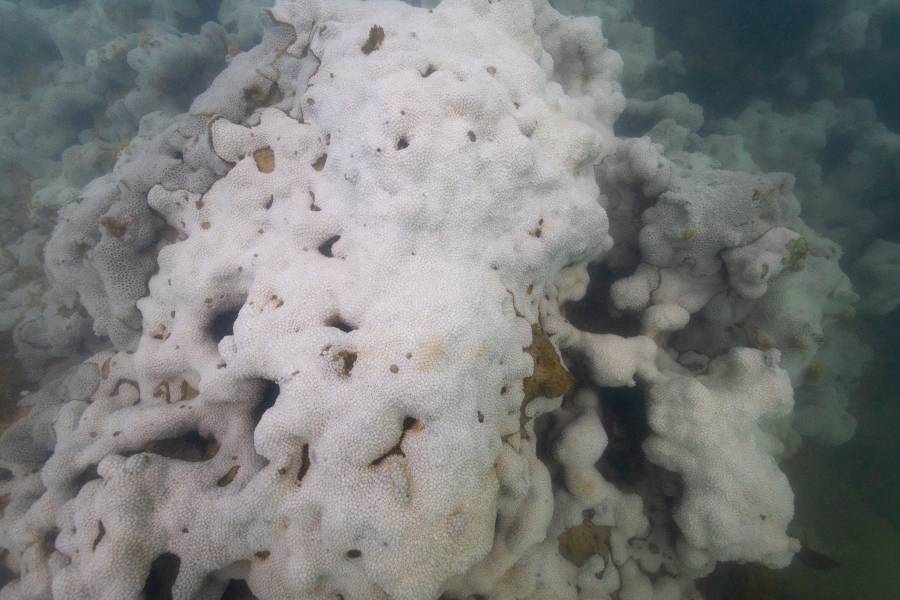 ابيضاض الشعاب المرجانية
