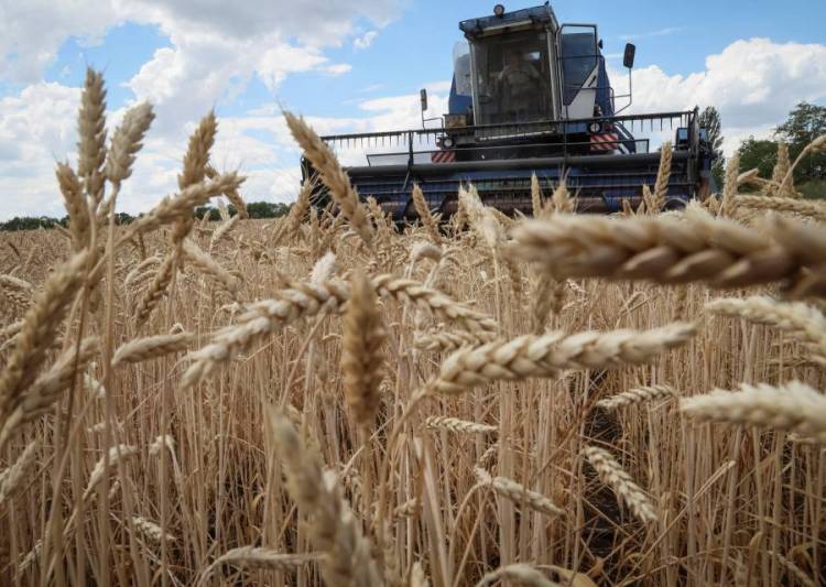 تطبيق قواعد منع صادرات الزراعة الأوكرانية أغسطس المقبل