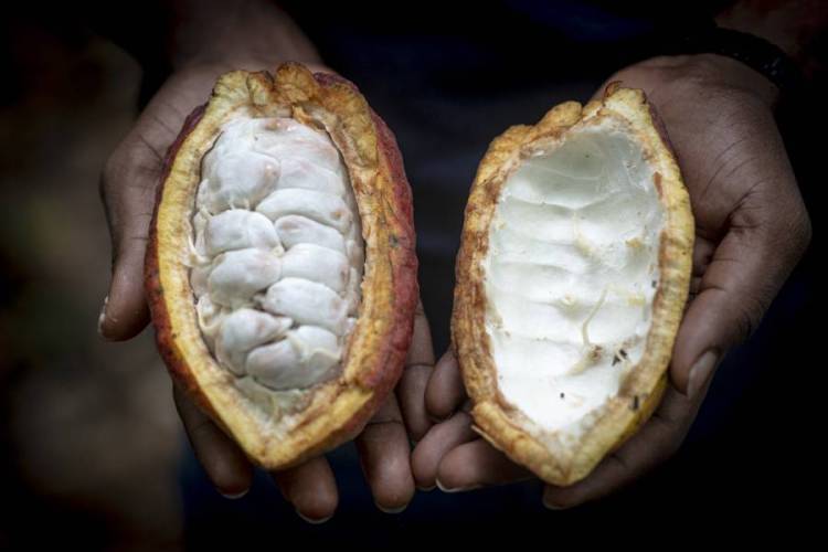مزارعو الكاكاو في غانا يلجؤون للتهريب لمواجهة تدهور عملتهم